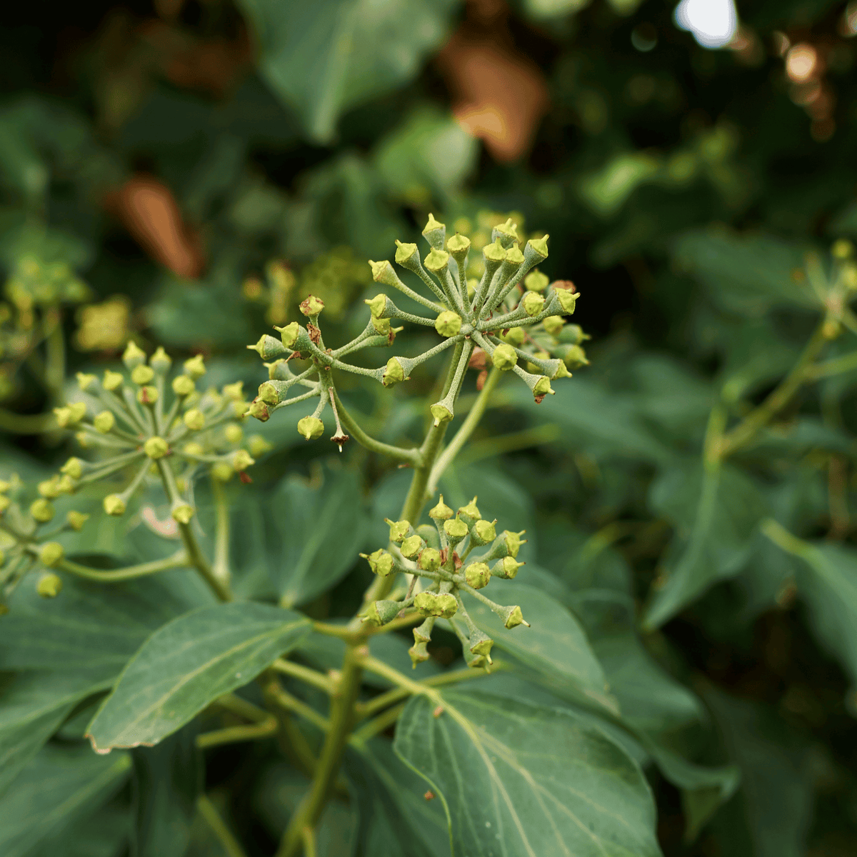 Hedera helix ‘Arborescens’