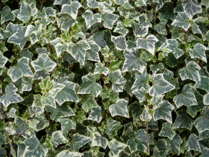 Hedera helix ‘Glacier’