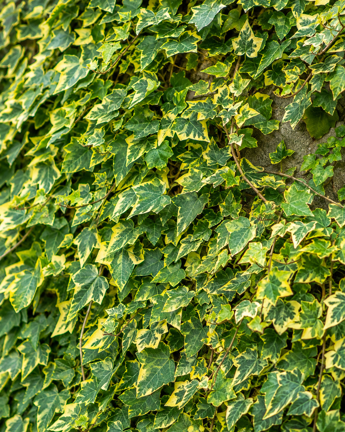 Hedera helix ‘Goldchild’