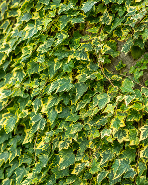 Hedera helix ‘Goldchild’