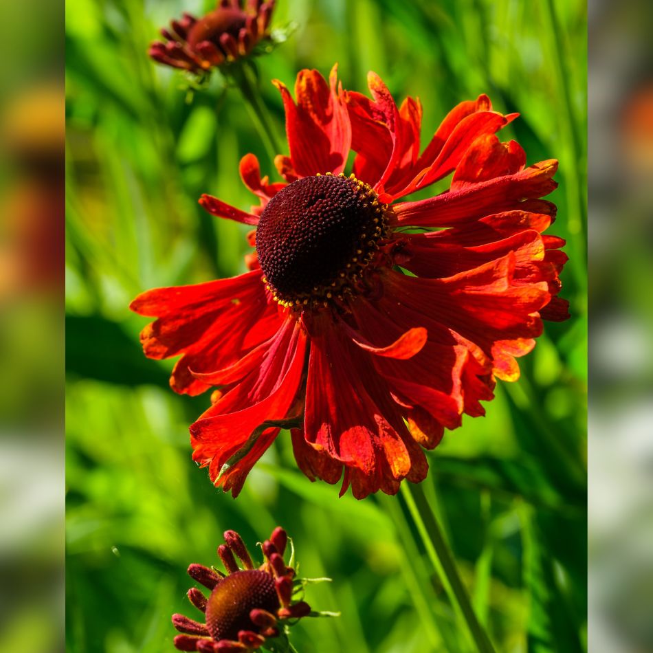 Helenium ‘Moerheim Beauty’