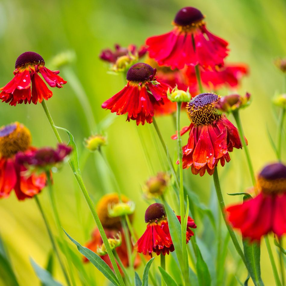 Helenium ‘Moerheim Beauty’