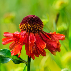 Helenium ‘Moerheim Beauty’