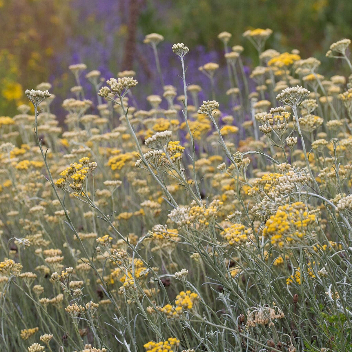 Helichrysum italicum