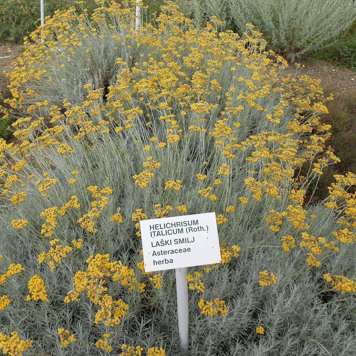 Helichrysum italicum