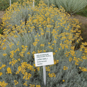 Helichrysum italicum