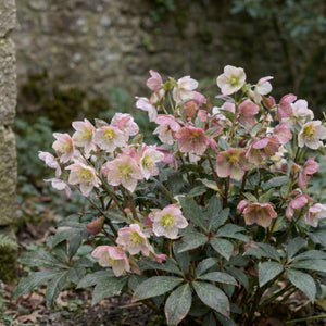 Helleborus × ericsmithii ‘Winter Sunshine’