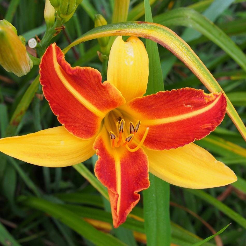 Hemerocallis ‘Frans Hals’