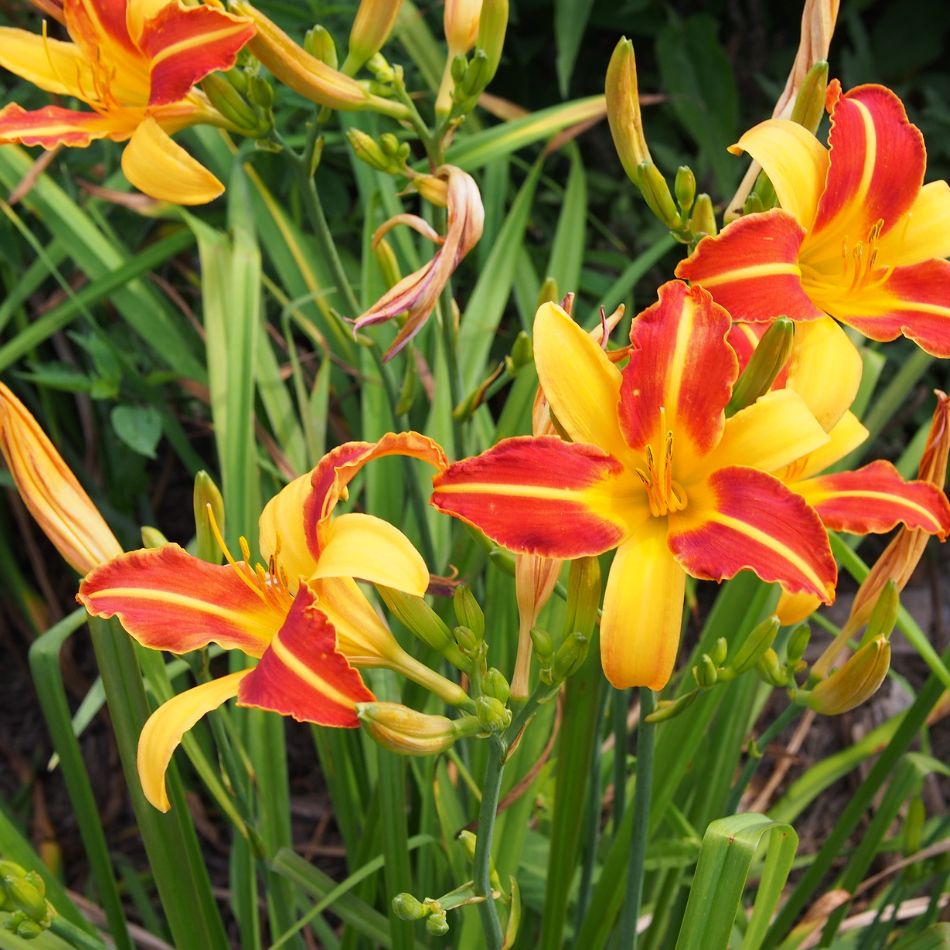 Hemerocallis ‘Frans Hals’