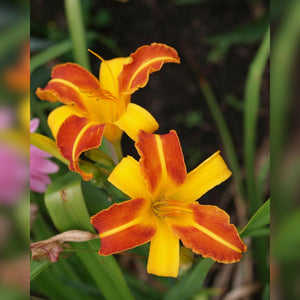 Hemerocallis ‘Frans Hals’