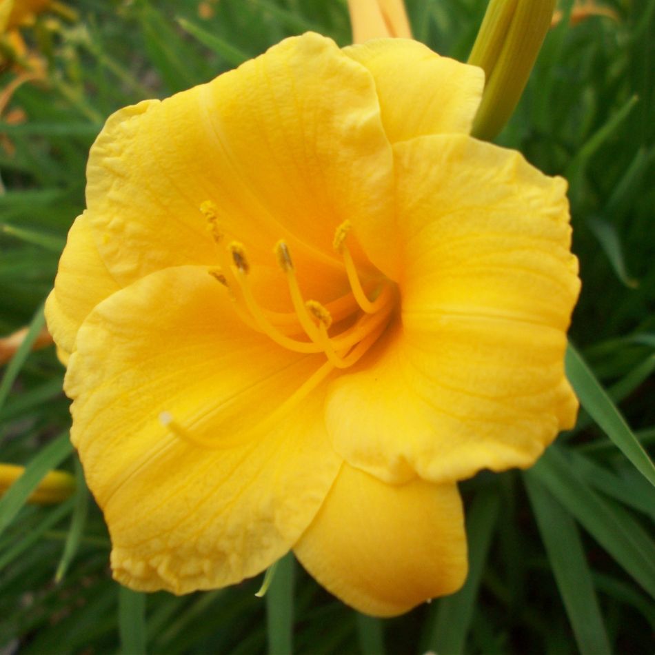 Hemerocallis ‘Stella de Oro’