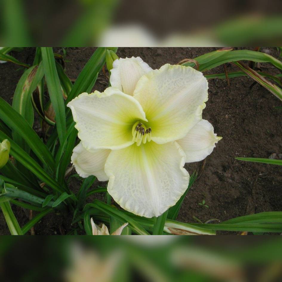 Hemerocallis ‘White Temptation’