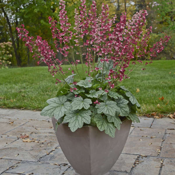Heuchera ‘Berry Timeless’