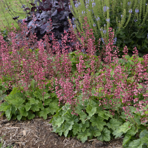 Heuchera ‘Berry Timeless’