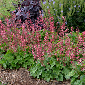 Heuchera ‘Berry Timeless’