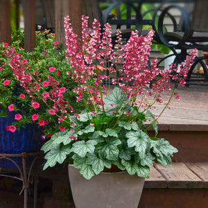 Heuchera ‘Berry Timeless’