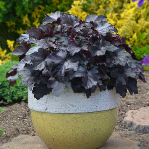 Heuchera ‘Black Pearl’
