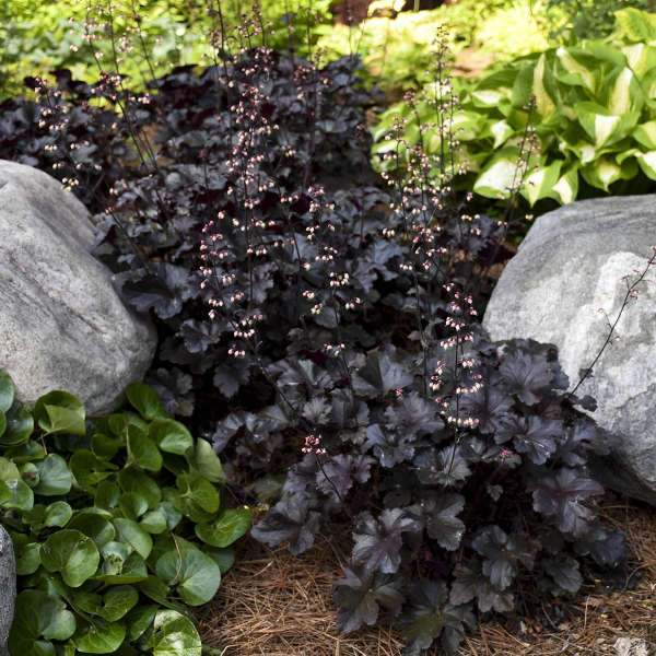 Heuchera ‘Black Pearl’