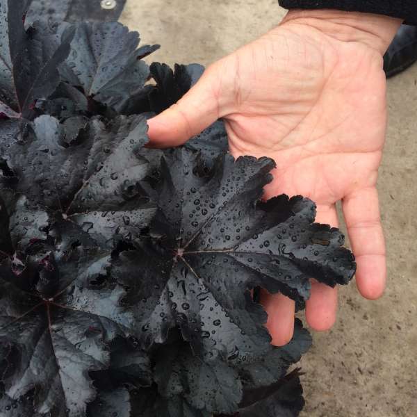 Heuchera ‘Black Pearl’