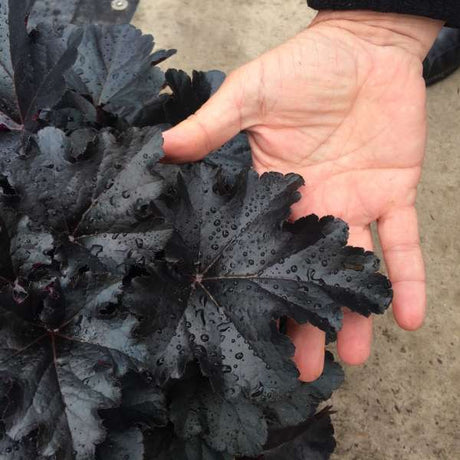 Heuchera ‘Black Pearl’