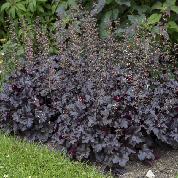 Heuchera ‘Black Pearl’