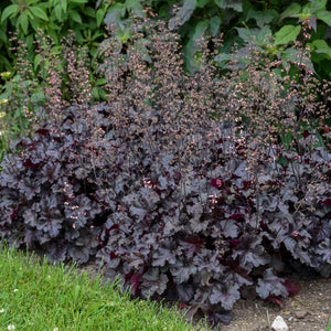 Heuchera ‘Black Pearl’