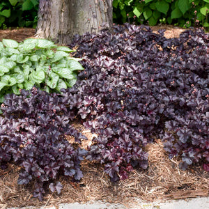 Heuchera ‘Black Pearl’