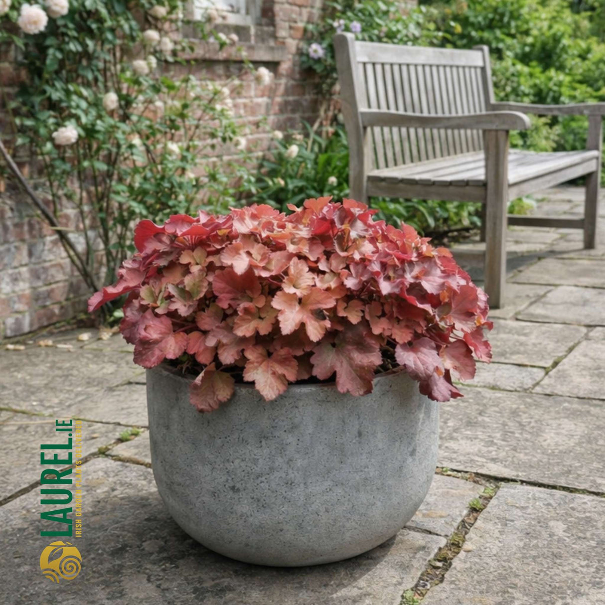 Heuchera ‘Boysenberry’