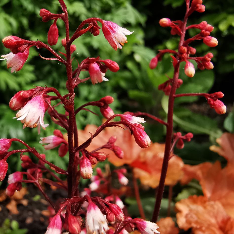 Heuchera ‘Fire Chief’