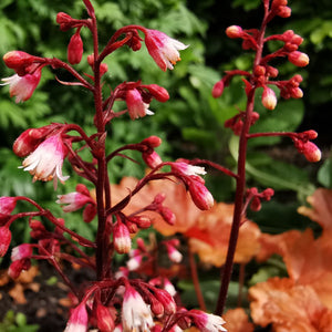 Heuchera ‘Fire Chief’