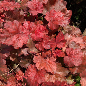Heuchera ‘Fire Chief’