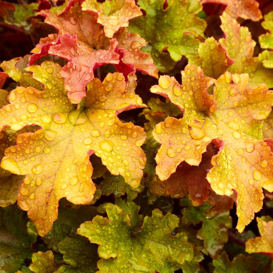 Heuchera ‘Marmalade’