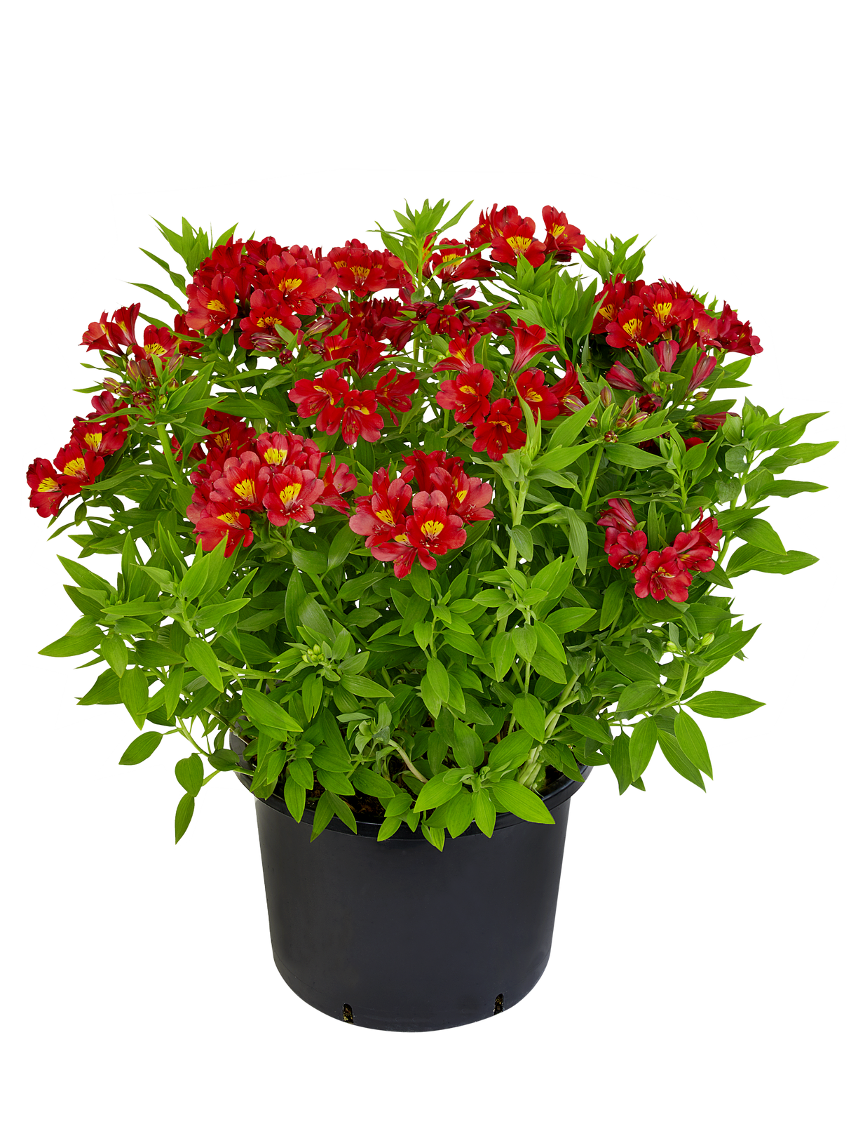 Alstroemeria ‘Summer Pepper’