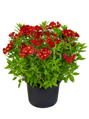 Alstroemeria ‘Summer Pepper’