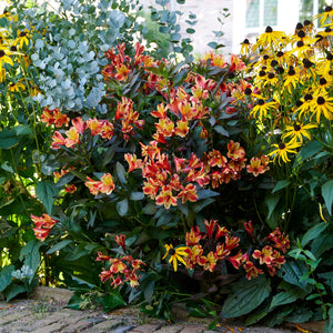 Alstroemeria ‘Indian Summer’