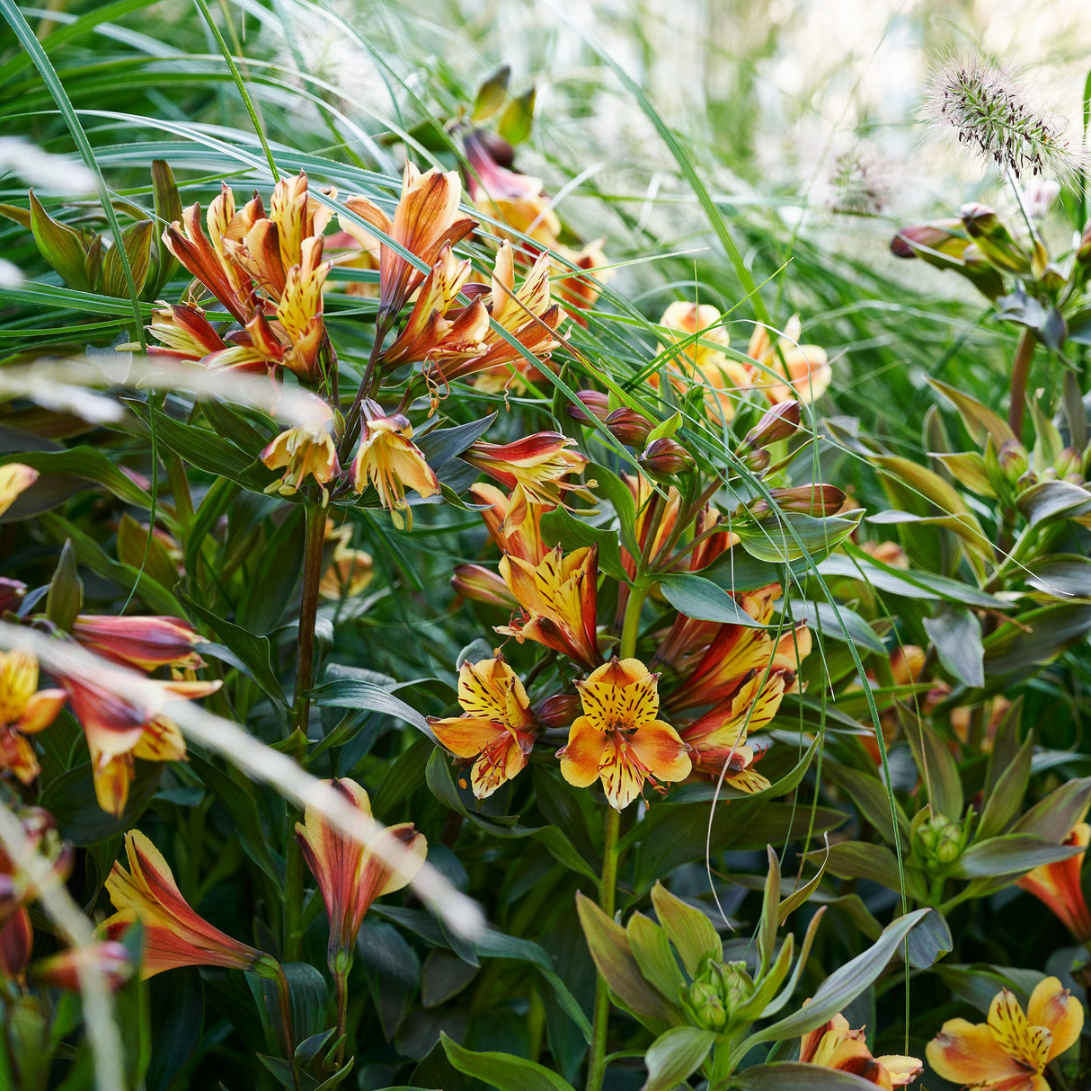 Alstroemeria ‘Summer Breeze’