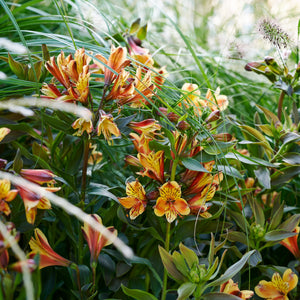 Alstroemeria ‘Summer Breeze’