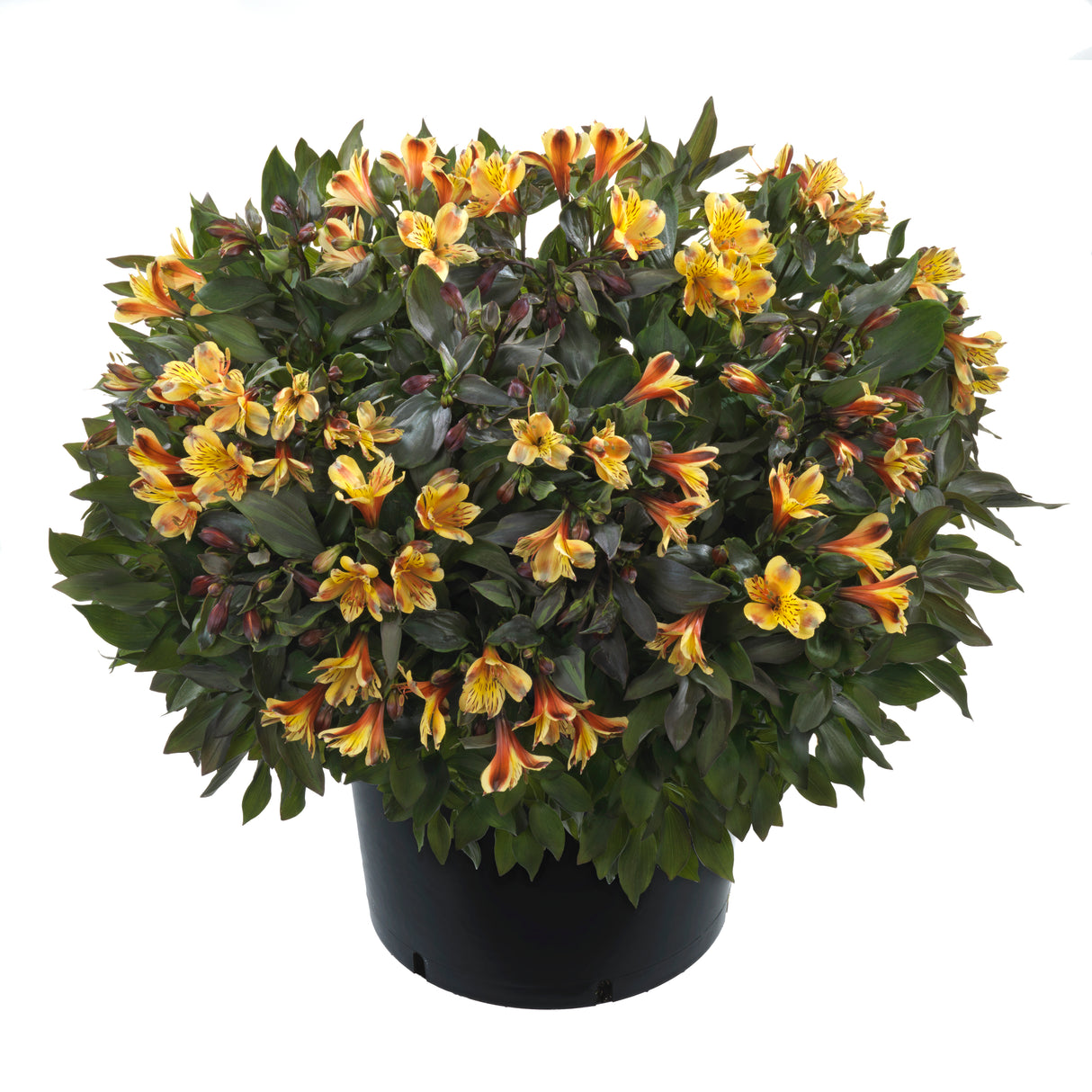 Alstroemeria ‘Summer Breeze’