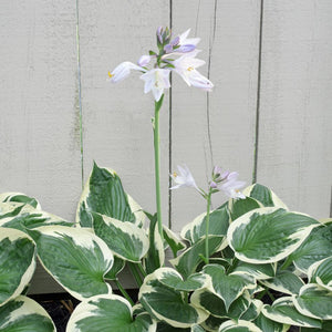 Hosta ‘Patriot’