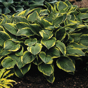 Hosta ‘Aureomarginata’
