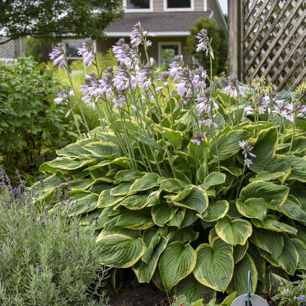 Hosta ‘Aureomarginata’