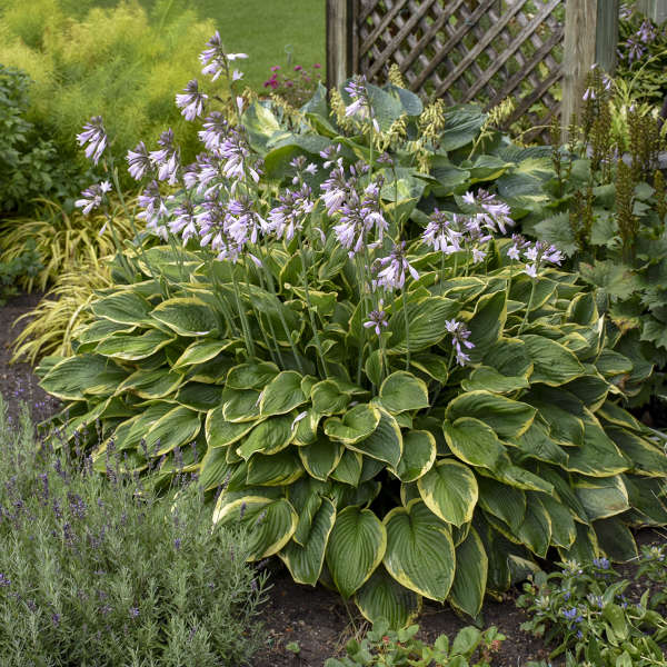 Hosta ‘Aureomarginata’