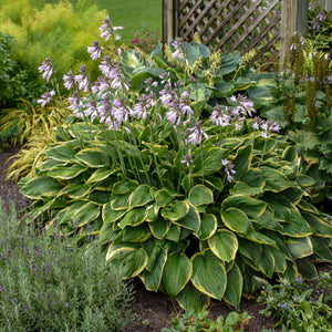 Hosta ‘Aureomarginata’