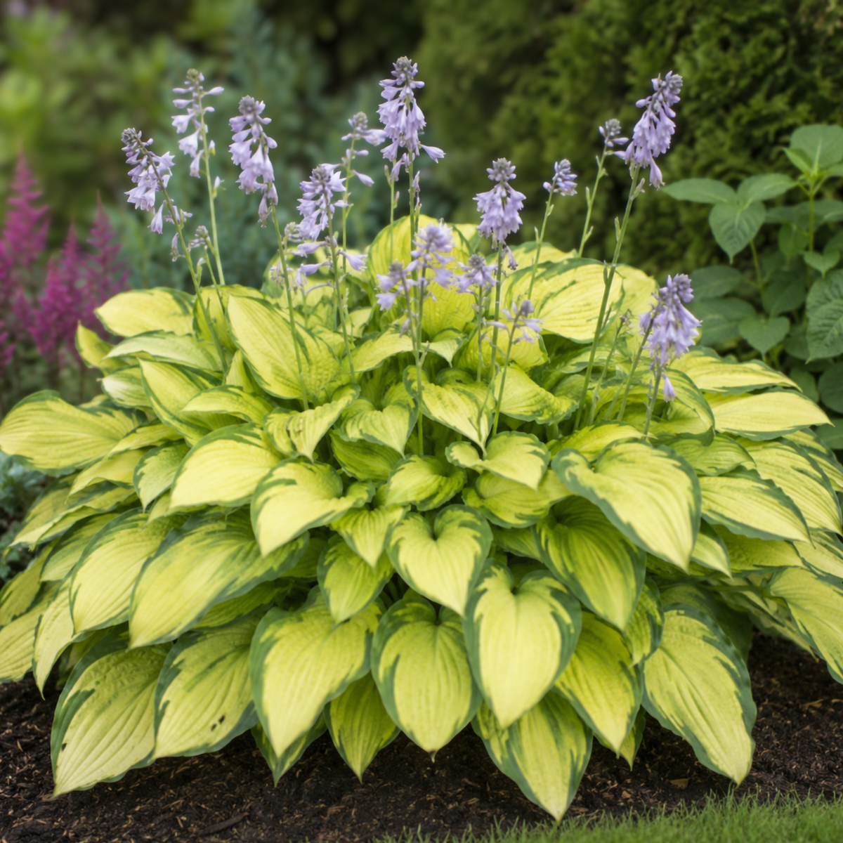 Hosta ‘Gold Standard’