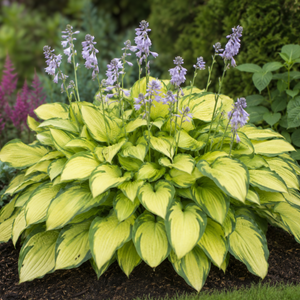 Hosta ‘Gold Standard’