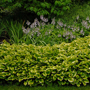 Hosta ‘Golden Tiara’