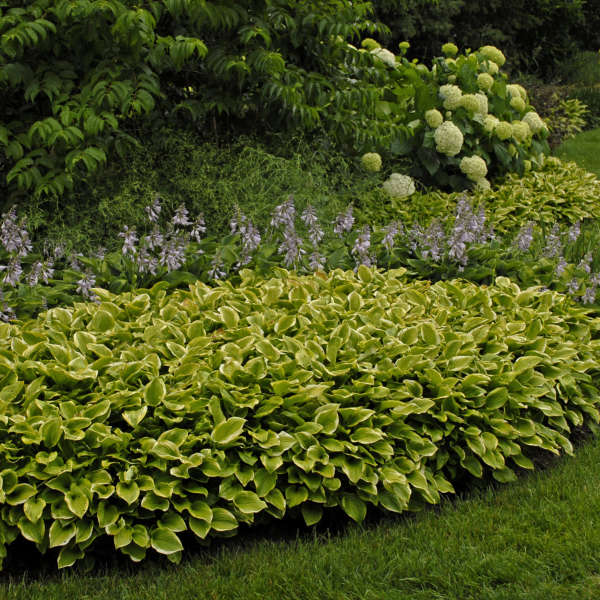 Hosta ‘Golden Tiara’