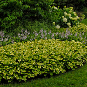 Hosta ‘Golden Tiara’