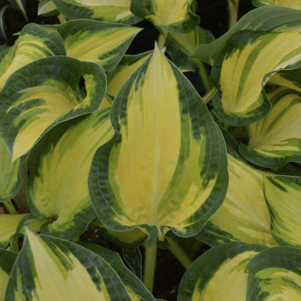 Hosta ‘Happy Dayz’