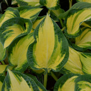 Hosta ‘Happy Dayz’